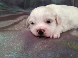 Male shih tzu Bichon Puppy for sale #1 Ready March 1st 2013|Iowa teddy Bear Breeder selling for less than most teddy bear breeders in Minnesota